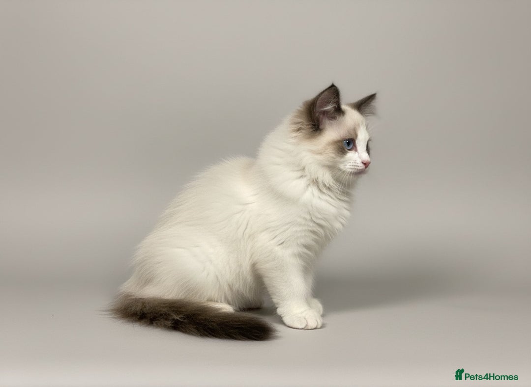 Ragdoll cats for sale: GCCF Champion Line ragdolls kitten  - Advert 6