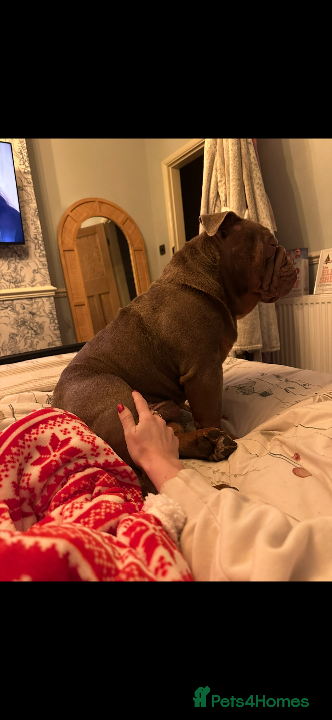 English Bulldog dogs for sale: Male English Bulldog - Advert 4