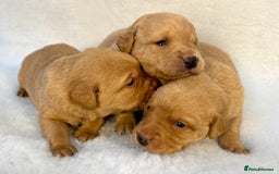 Labrador Retriever dogs for sale: Kc reg fox red Labradors  - Advert 12
