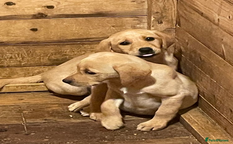 Labrador Retriever dogs - Advert 8