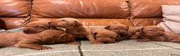 Hungarian Vizsla dogs for sale: Stunning Vizsla Puppies  - Advert 8