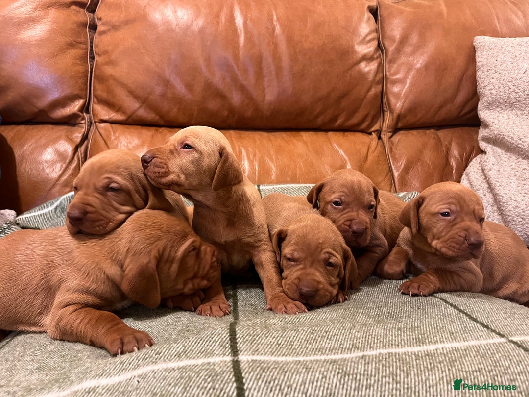 Hungarian Vizsla dogs for sale: Stunning Vizsla Puppies  - Advert 8