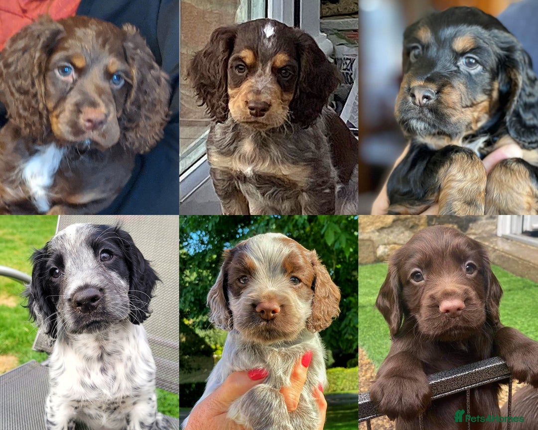 Cocker Spaniel dogs for stud: Extensively Health Tested KC Cocker - WELL PROVEN in Lincoln - Image 12