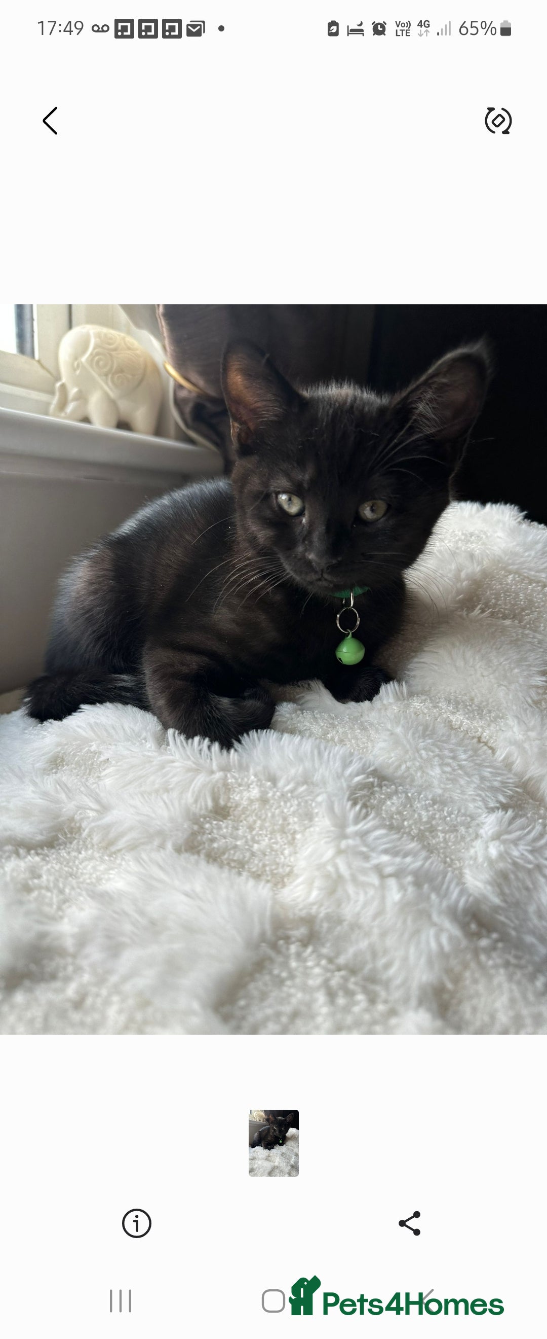 Mixed Breed cats for sale: British Short Haired mix in Enfield - Image 3