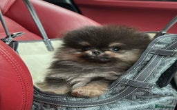 Pomeranian dogs for stud: BEST LOOKING TEDDY ** MERLE & TAN STUD IN THE UK  in Hartlepool - Image 1