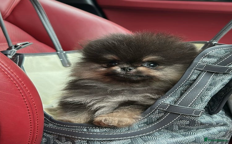 Pomeranian dogs in Hartlepool - Advert 18