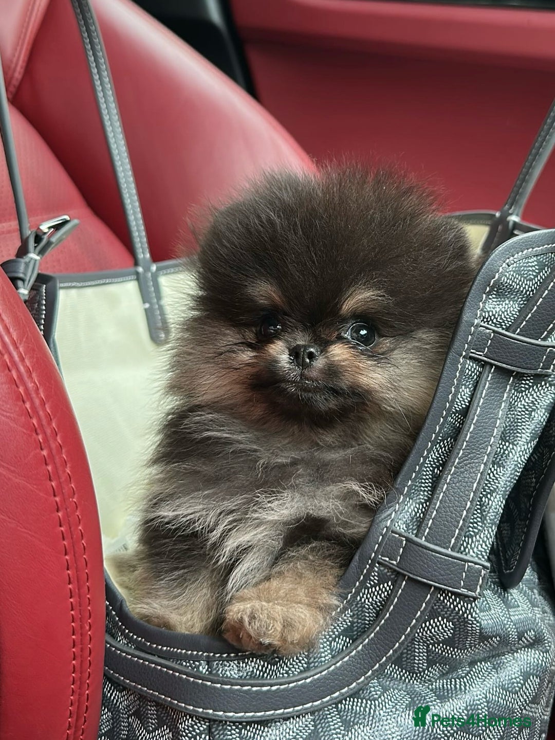 Pomeranian dogs for stud: BEST LOOKING TEDDY ** MERLE & TAN STUD IN THE UK  in Hartlepool - Image 1