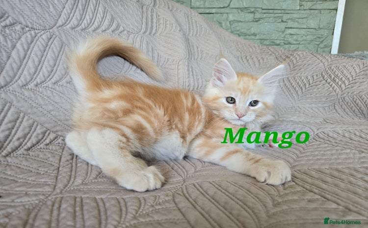 Maine Coon cats Beautiful Maine Coon kittens  - Advert 1