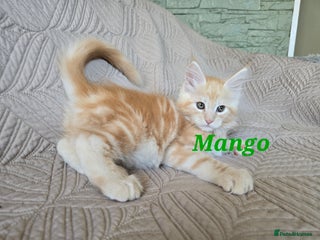 Maine Coon cats Beautiful Maine Coon kittens - Advert 7