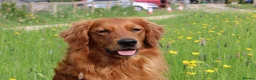 Golden Retriever dogs for sale: Fully Health Tested - KC Reg Golden Retrievers - Advert 10