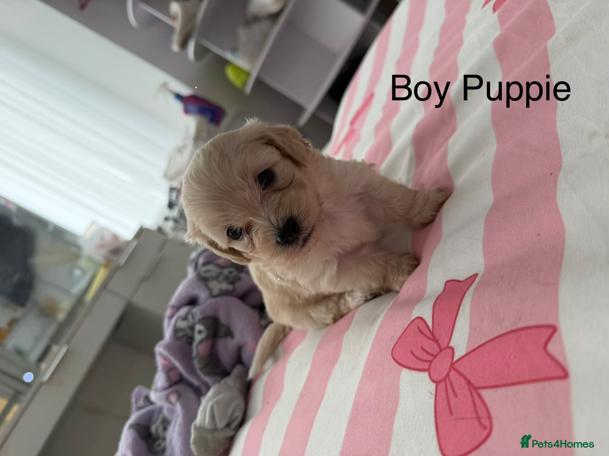 Mixed Breed dogs Cavacoton poo puppies - Advert 3