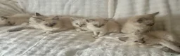 Ragdoll cats for sale: RAGDOLL/PERSIAN Kittens  - Advert 7