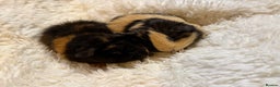 Guinea Pig rodents for sale: Baby Guinea pigs  - Advert 14