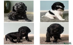 Cockapoo dogs for sale: Cockapoo Puppies Looking For Their Forever Home  - Image 1