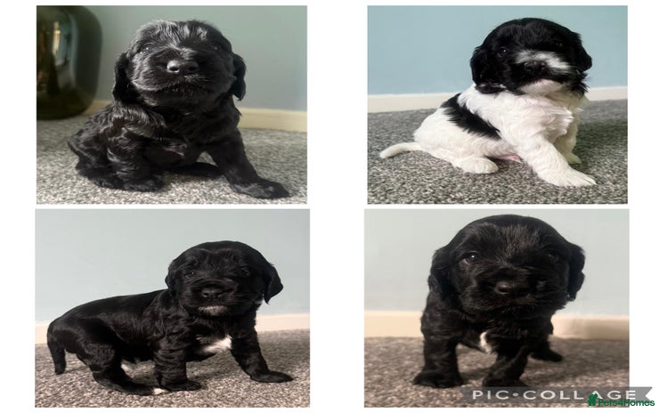 Cockapoo dogs - Advert 1