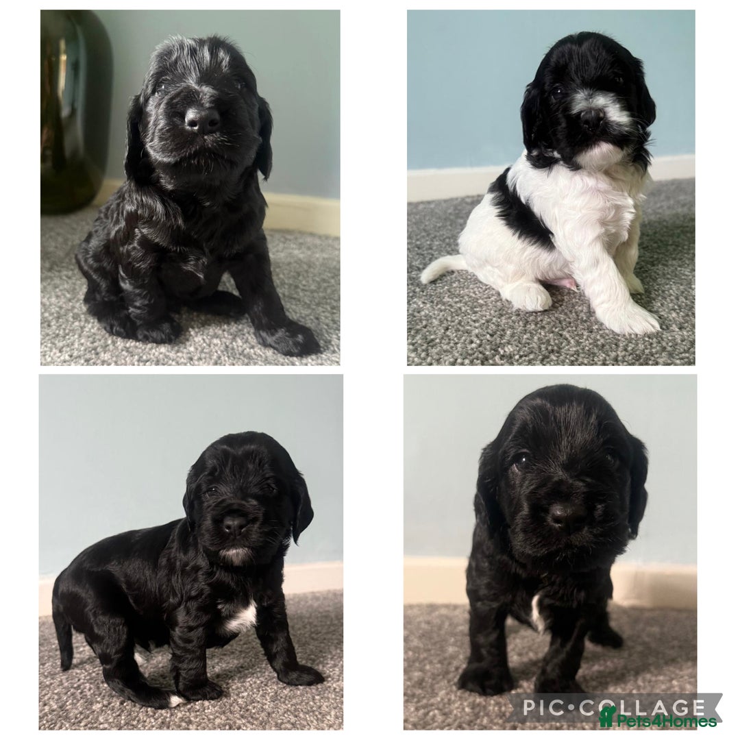Cockapoo dogs for sale: Cockapoo Puppies Looking For Their Forever Home  - Image 1