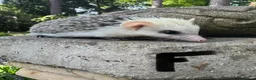 Pygmy Hedgehog rodents for sale: 9 week hoglets/ full masked/ reverse pinto READY   - Advert 7