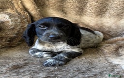 Cocker Spaniel dogs for sale: Beautiful Cocker Spaniel Litter - Image 10