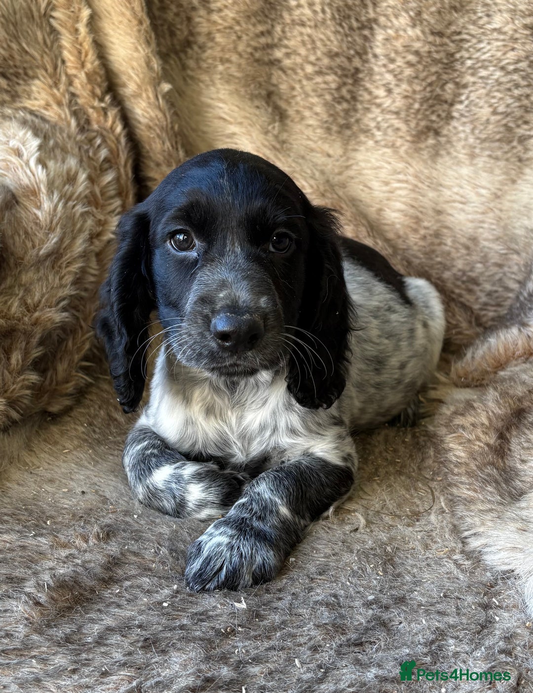Cocker Spaniel dogs for sale: Beautiful Cocker Spaniel Litter - Image 10