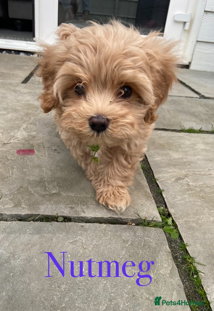 Mixed Breed dogs Gorgeous Cavapoo x Maltese 1 boy available 🩵 - Advert 11