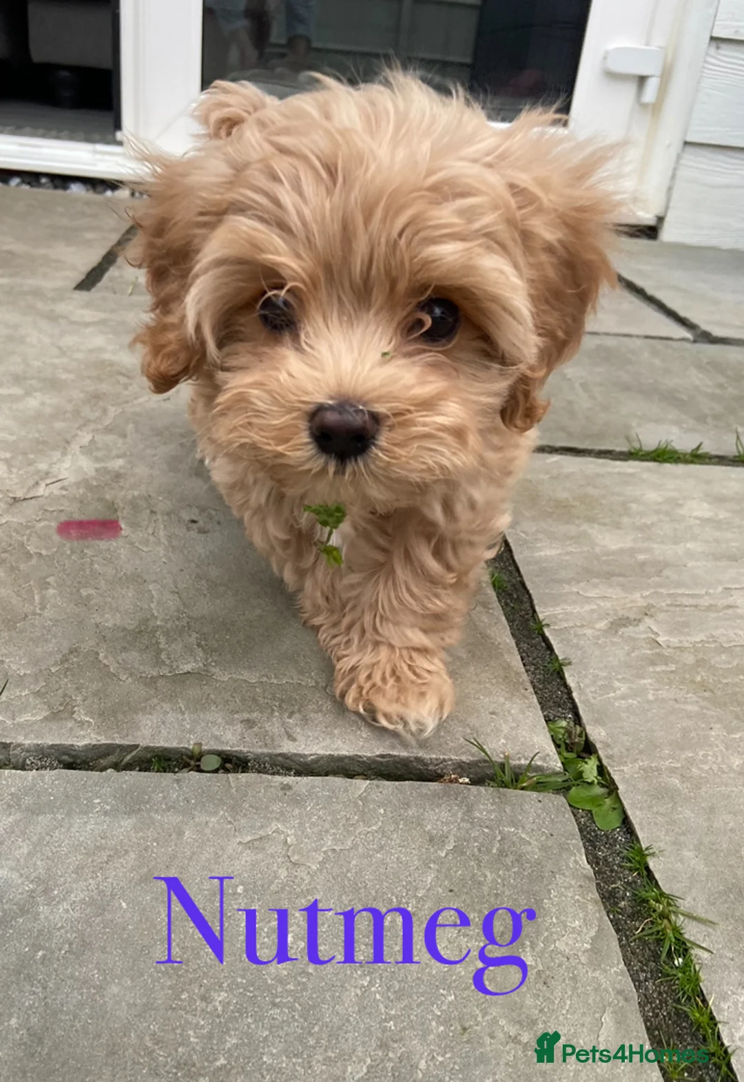 Mixed Breed dogs for sale: Gorgeous Cavapoo x Maltese 1 boy available 🩵 - Advert 1