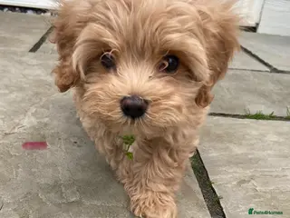 Mixed Breed dogs Gorgeous Cavapoo x Maltese 1 boy available 🩵 - Advert 11