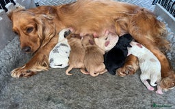 Cockapoo dogs for sale: Beautiful litter of parti and solid Cockapoos - Image 15