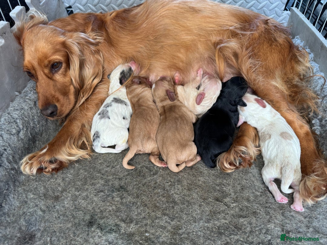 Cockapoo dogs for sale: Beautiful litter of parti and solid Cockapoos - Image 15