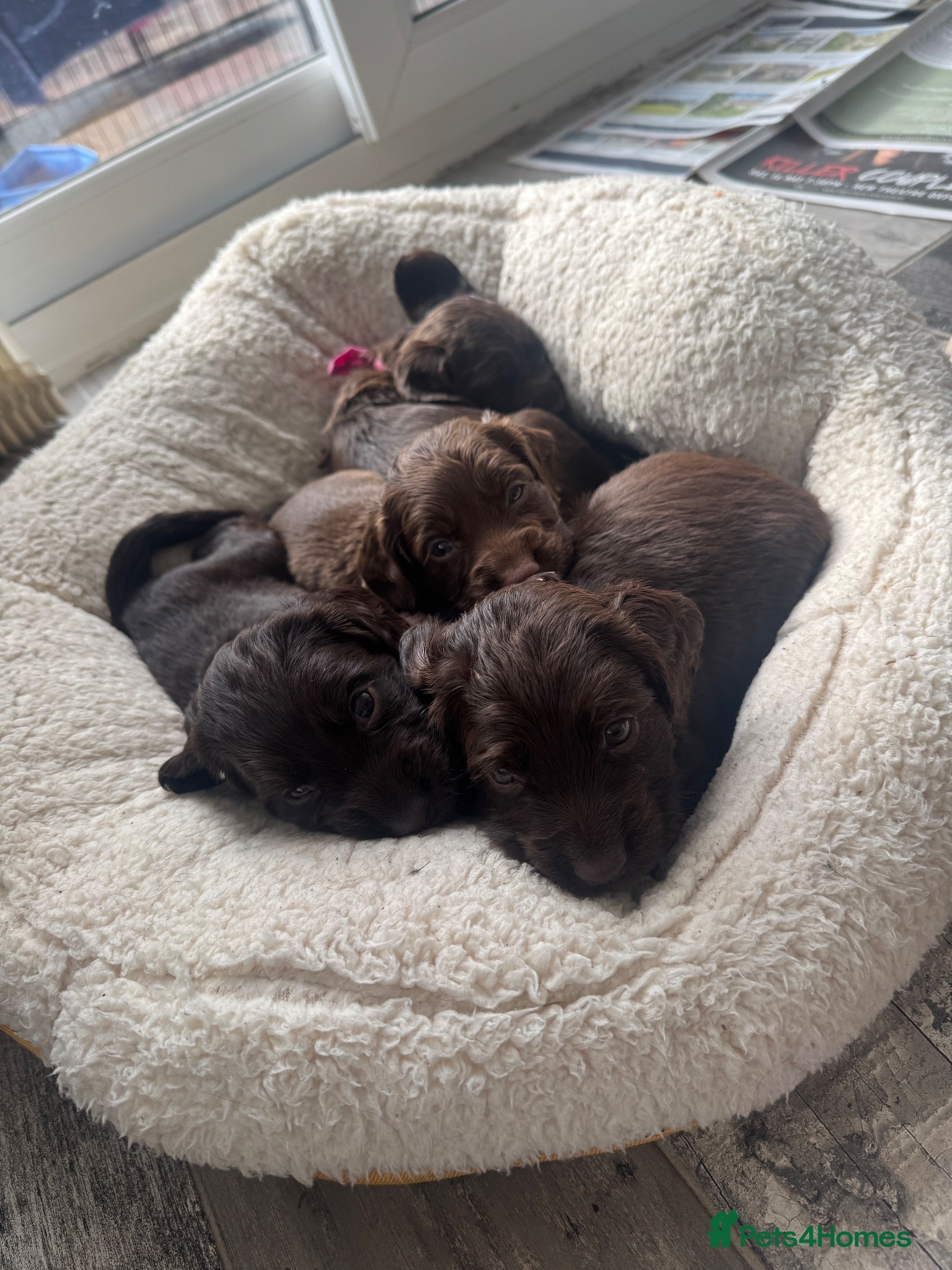 Cocker Spaniel dogs Cocker Spaniel Puppies For Sale - Advert 2