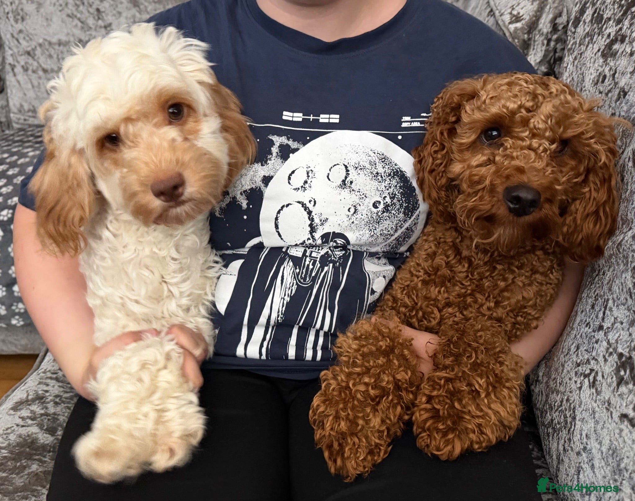 Cockapoo dogs cockapoo puppies! - Advert 13