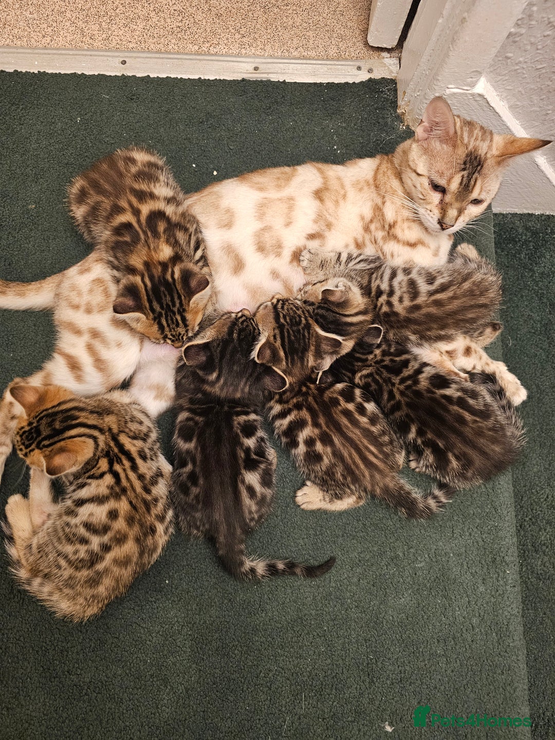 Bengal cats for sale: Bengal kittens  - Image 9