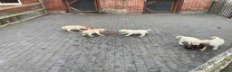 Labrador Retriever dogs for sale: Beautiful Labrador Puppies - Advert 4