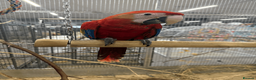 Macaws birds for sale: GORGEOUS VIBRANT BABY HANDREARED SCARLET  - Advert 7