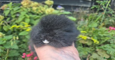 Angora rabbits - Advert 5