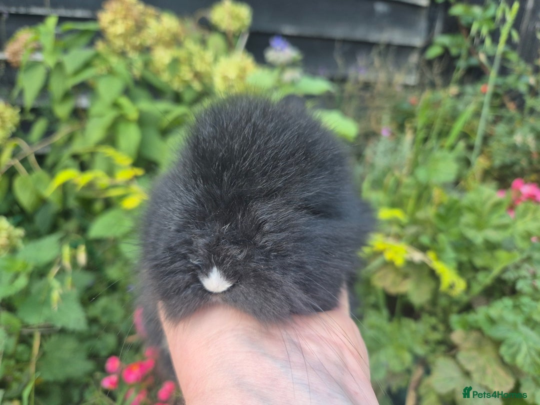 Angora rabbits for sale: The cutest black beauties 🖤 - Image 3