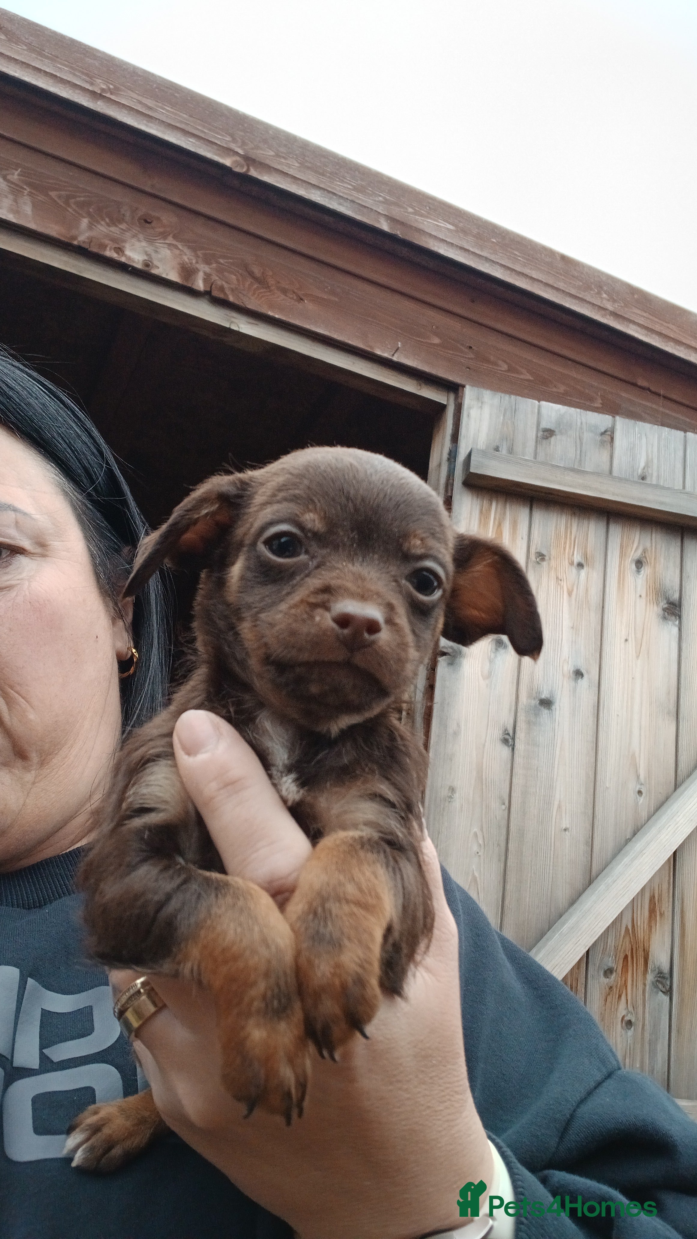 Mixed Breed dogs 5 cockapoo x chihuahua puppies - Advert 1