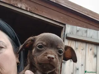 Mixed Breed dogs 5 cockapoo x chihuahua puppies - Advert 1