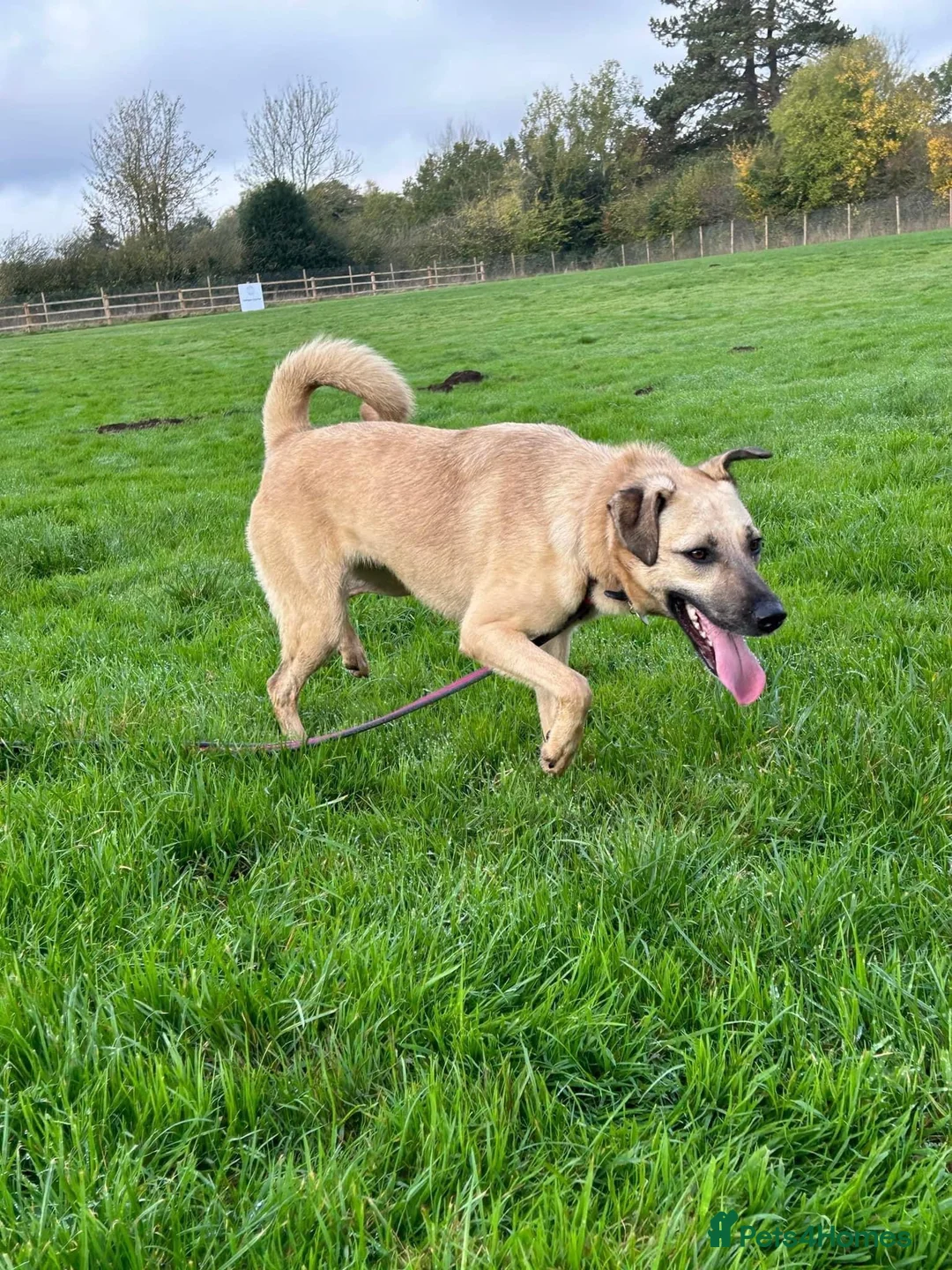 Mixed Breed dogs for adoption: Isodora - Norwich Norfolk  in Norwich - Advert 12