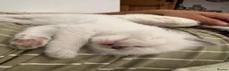 Ragdoll cats for sale: Beautiful Pedigree Ragdoll Kittens  - Advert 20