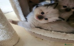Ragdoll cats for sale: 7 beautiful fluffy Ragdoll cats.  - Image 25