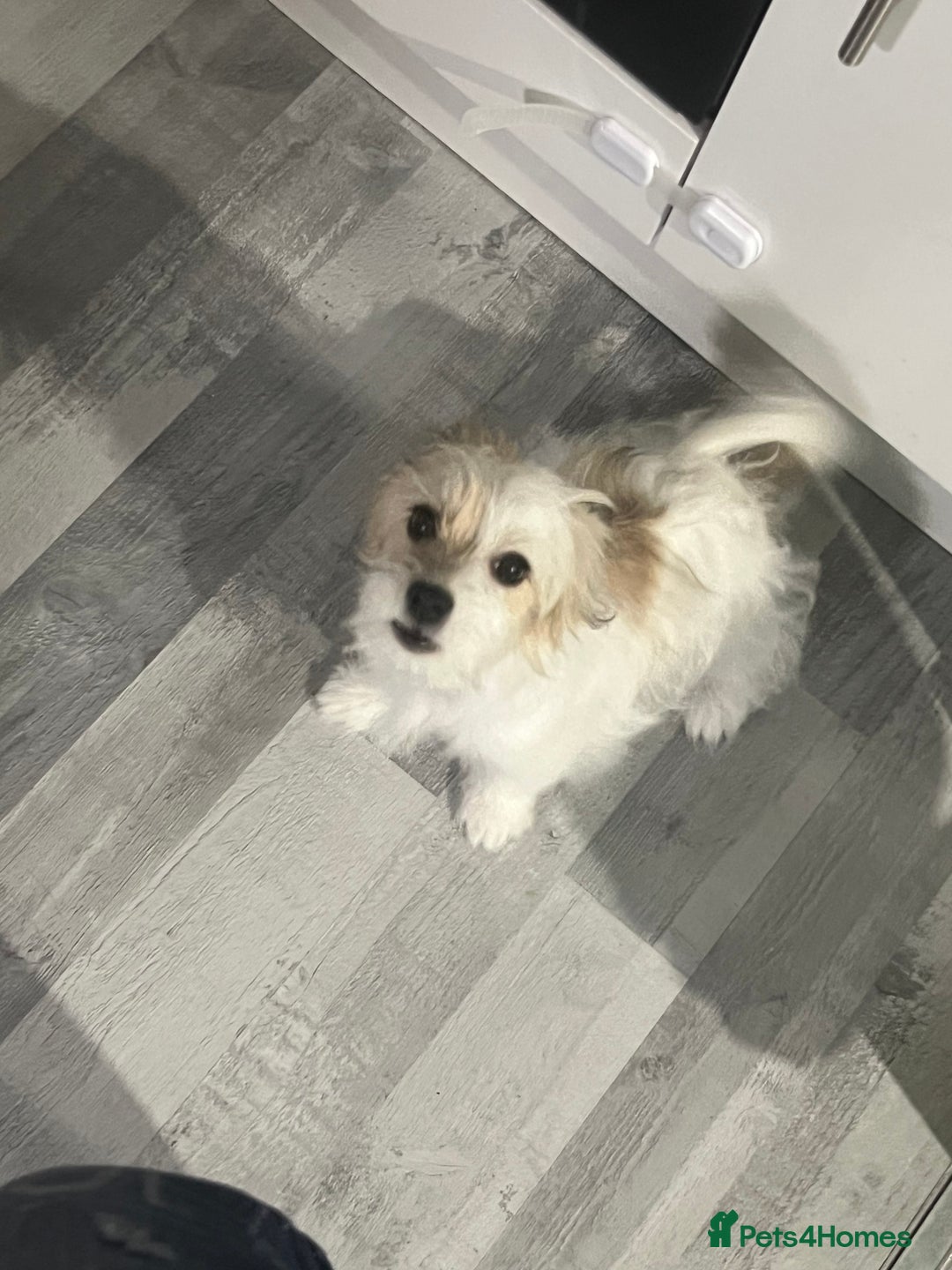 Maltese dogs for sale: Meet Luna - Advert 4