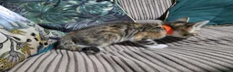 Bengal cats for sale: Bengal X DLH kittens  - Advert 24