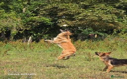 German Shepherd dogs for stud: 3 year old german shepard for stud proven. - Image 3