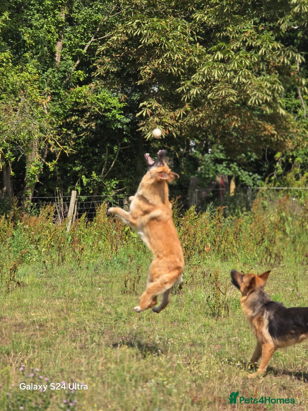 German Shepherd dogs for stud: 3 year old german shepard for stud proven. - Image 3