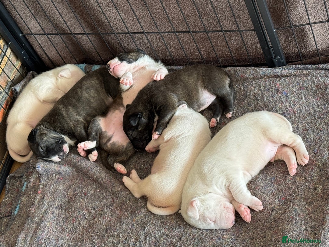 English Bull Terrier dogs for sale: Bull terrier puppies sired by uk champion  - Image 14