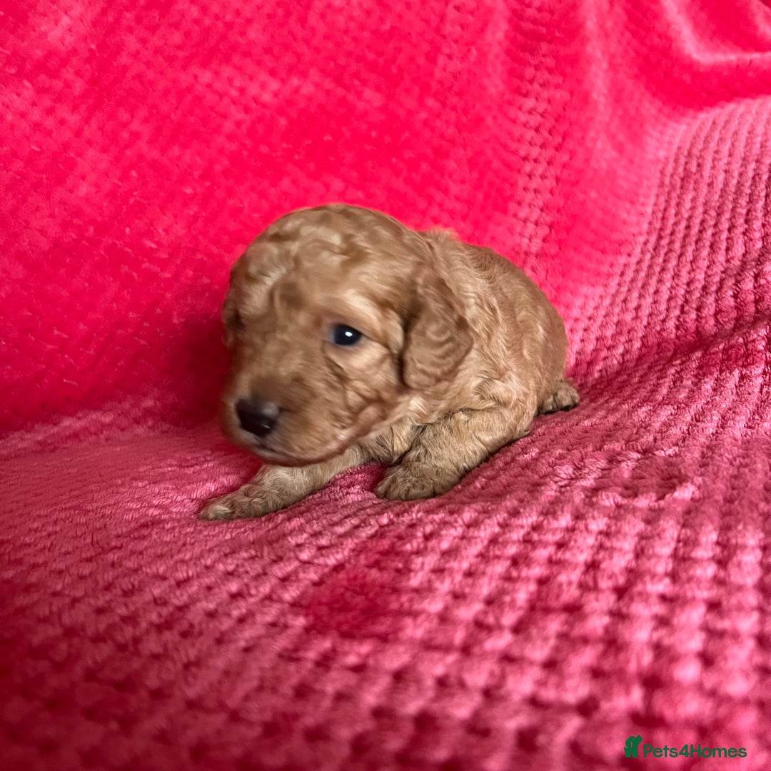 Australian Labradoodle dogs for sale: Fib Labradoodle puppies - Advert 37