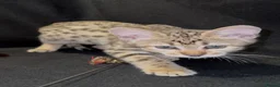 Savannah cats for sale: 2 and 3 months old. Tica Regist. Savannahs - Advert 6