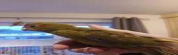 Parakeets birds for sale: Kakariki - Hand Tame - Baby Kakarikis - Advert 18