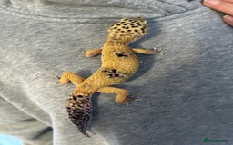 Leopard Gecko reptiles for sale: Leopard gecko and enclosure  - Advert 2