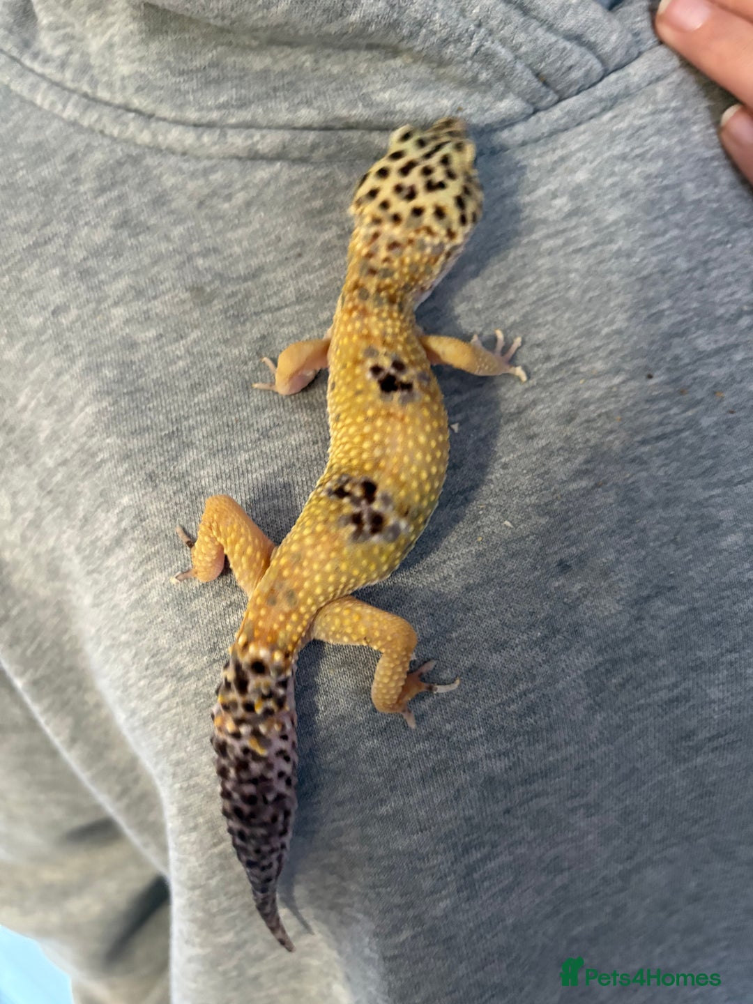 Leopard Gecko reptiles for sale: Leopard gecko and enclosure  - Advert 2